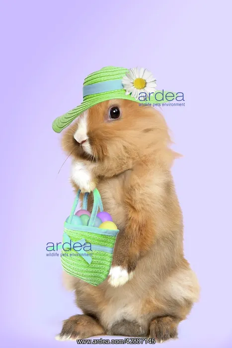 : Lion-headed Dwarf Rabbit - easter bunny wearing : Lion-headed Dwarf Rabbit - easter bunny wearing