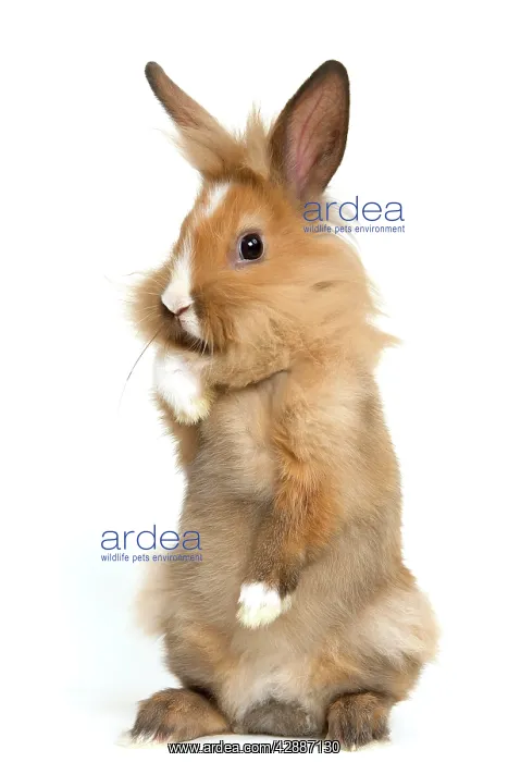 : Lion-headed Dwarf Rabbit - on hind legs : Lion-headed Dwarf Rabbit - on hind legs