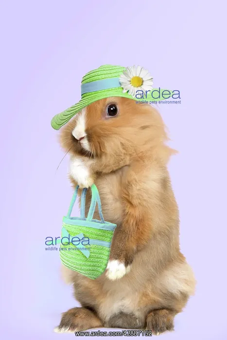  : Lion-headed Dwarf Rabbit - on hind legs
