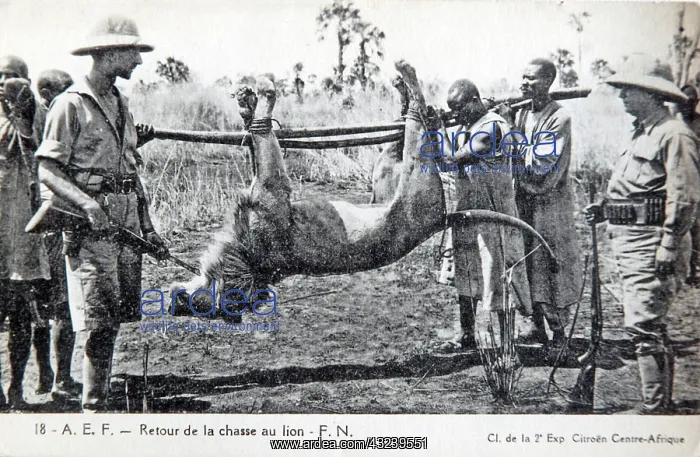 : Lion hunting in Central African Republic, old postcard c1910 : Lion hunting in Central African Republic, old postcard c1910