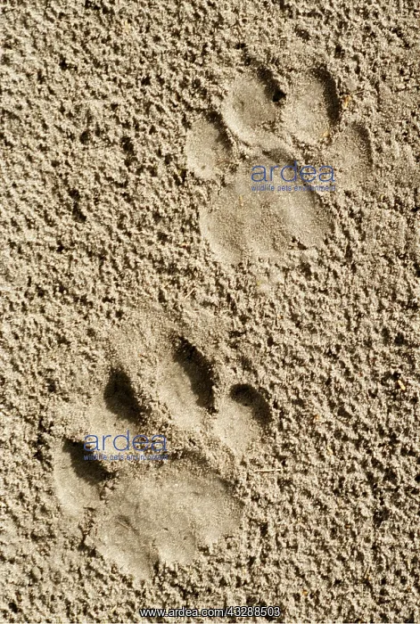 : LION - imprint of paw in sand : LION - imprint of paw in sand