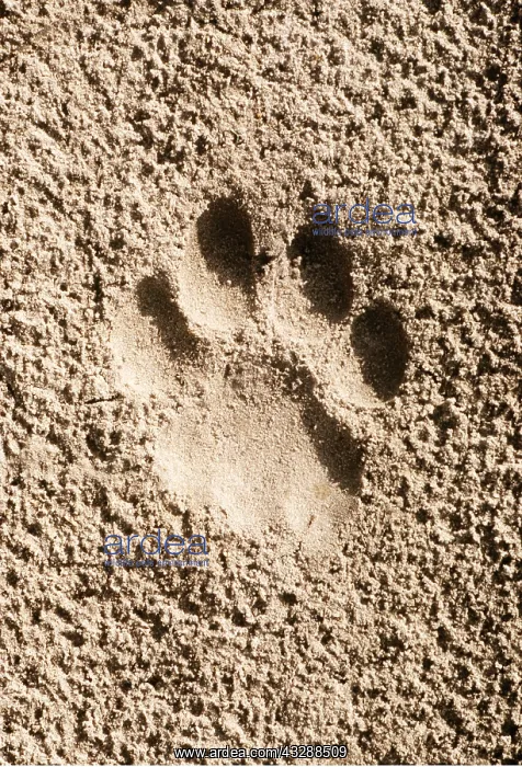 : LION - imprint of paw in sand : LION - imprint of paw in sand