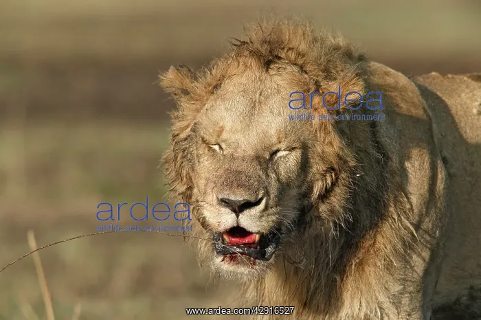 : Lion - injured, with blood around mouth : Lion - injured, with blood around mouth