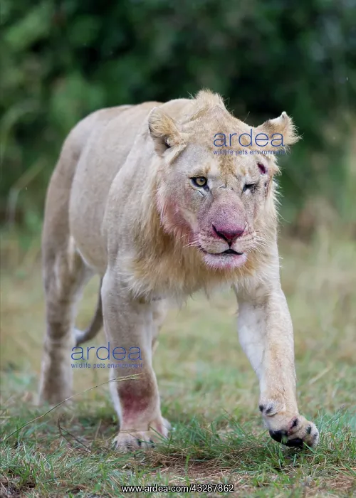 : Lion - injured in fight : Lion - injured in fight