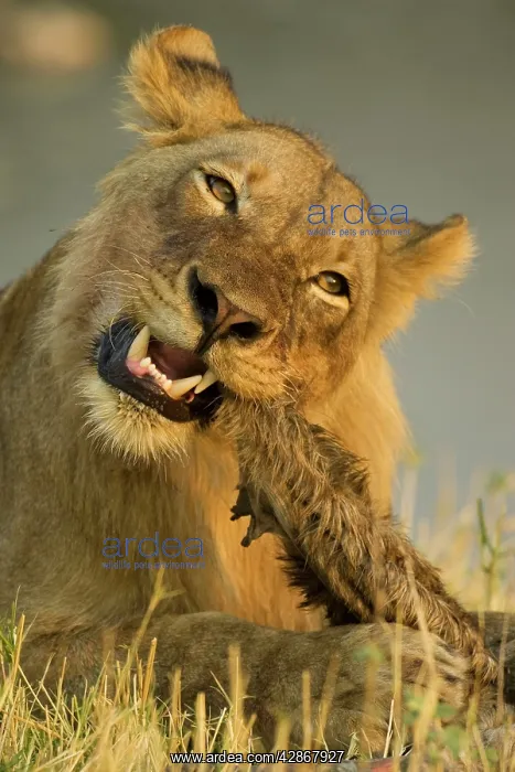 : Lion - Juvenile male biting the hairy leftovers : Lion - Juvenile male biting the hairy leftovers