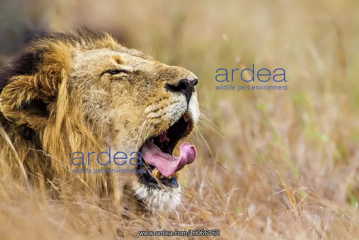 : Lion in Kruger National park : Lion in Kruger National park