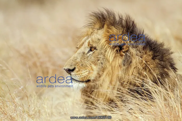 : Lion in Kruger National park : Lion in Kruger National park