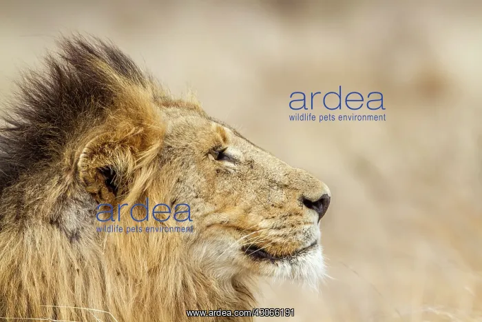 : Lion in Kruger National park : Lion in Kruger National park