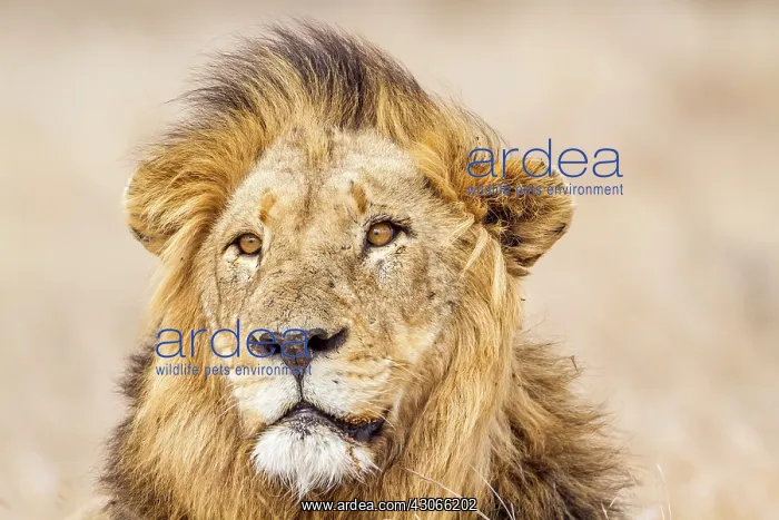 : Lion in Kruger National park : Lion in Kruger National park