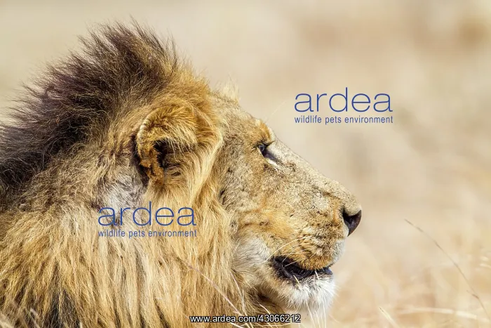 : Lion in Kruger National park : Lion in Kruger National park