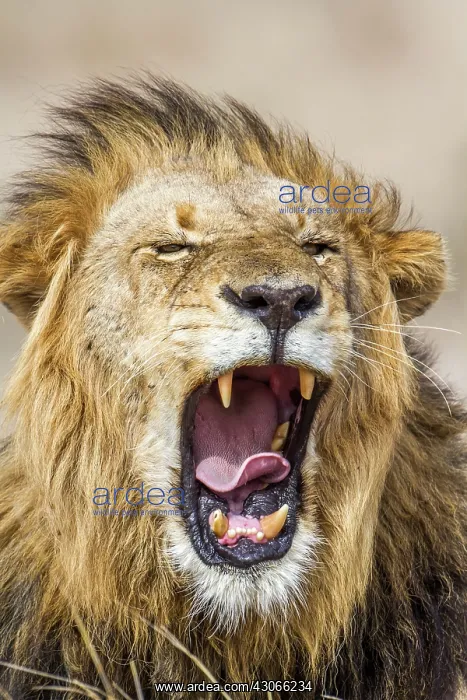 : Lion in Kruger National park : Lion in Kruger National park