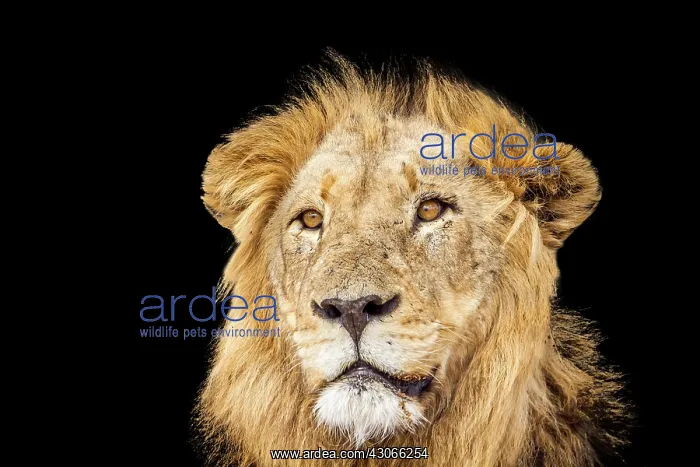 : Lion in Kruger National park : Lion in Kruger National park
