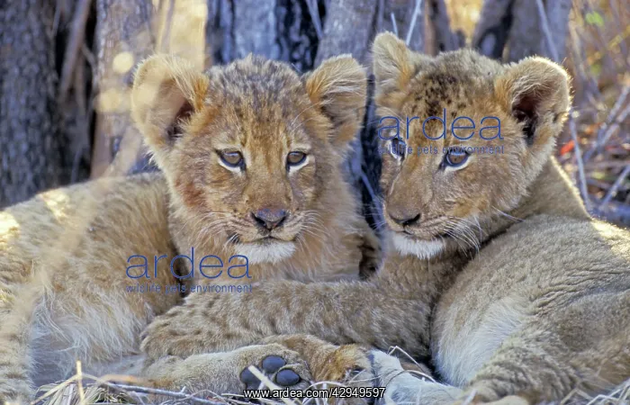 : Lion - Two lion cubs resting after a good meal : Lion - Two lion cubs resting after a good meal