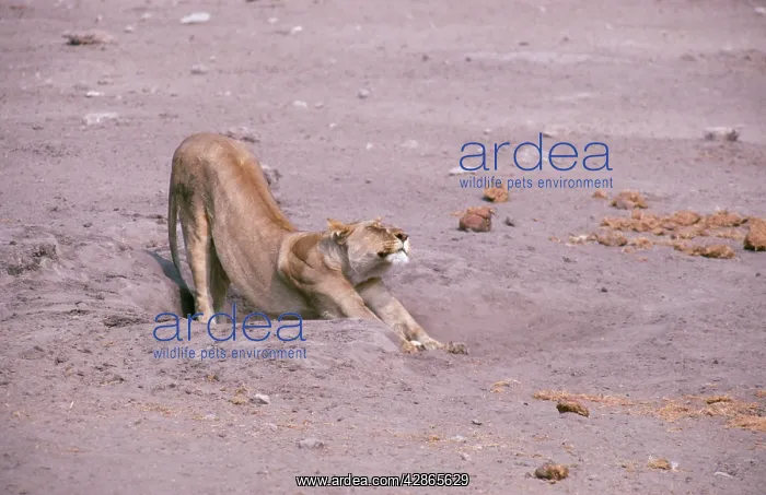 : LION - Lioness arching back, stretching : LION - Lioness arching back, stretching