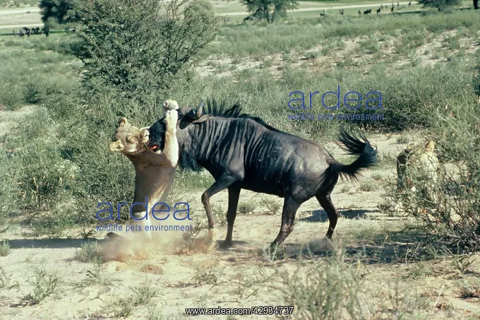 : Lion - Lioness attacking wildebeest smothering prey : Lion - Lioness attacking wildebeest smothering prey