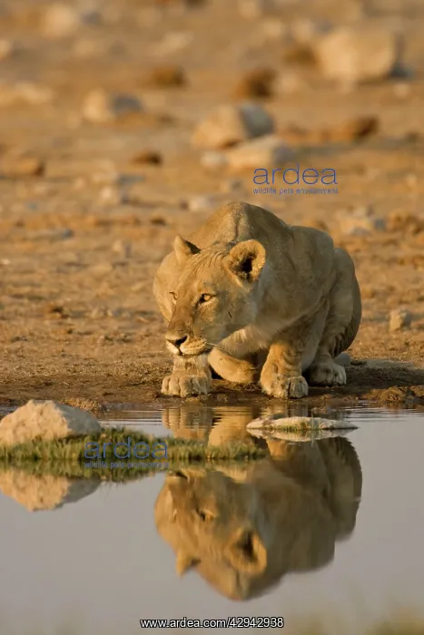  : Lion - Lioness crouching beside a water hole