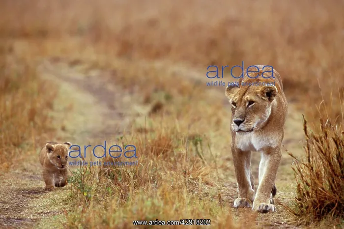 : LION - Lioness with Cub : LION - Lioness with Cub