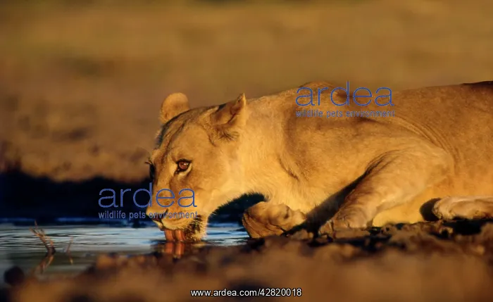 : LION - Lioness drinking : LION - Lioness drinking