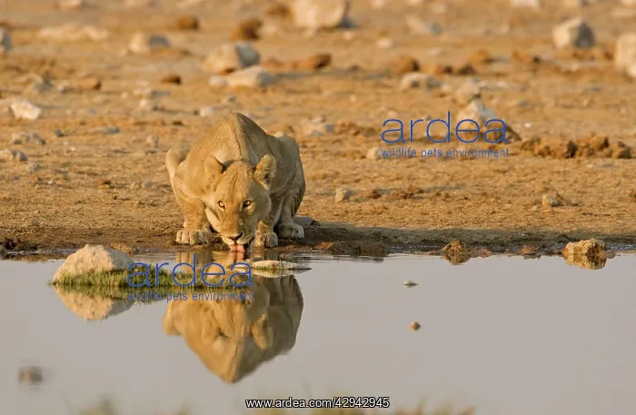 : Lion - Lioness drinking water : Lion - Lioness drinking water