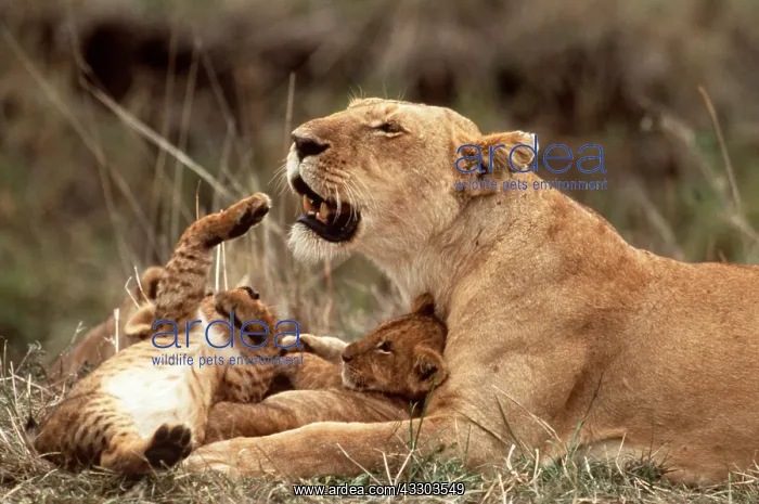 : LION - lioness / female & 2 month old cubs : LION - lioness / female & 2 month old cubs