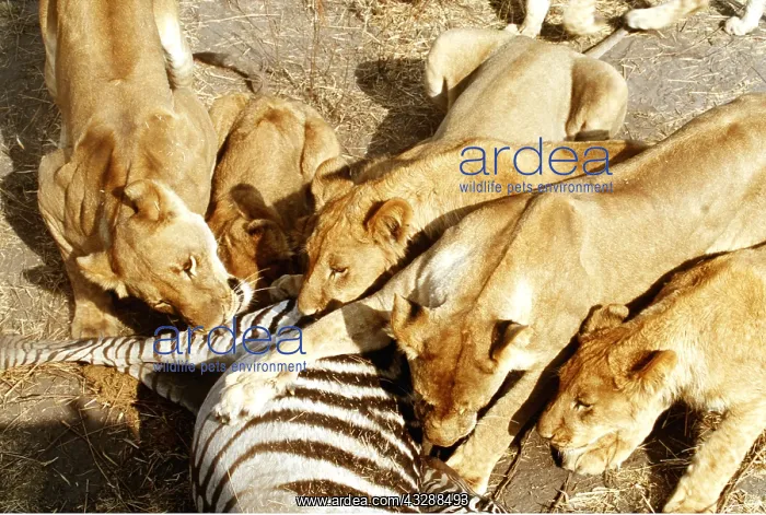 : LION - five lioness / female attacking zebra : LION - five lioness / female attacking zebra