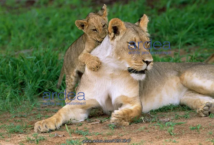 : LION - lioness / female with cub : LION - lioness / female with cub