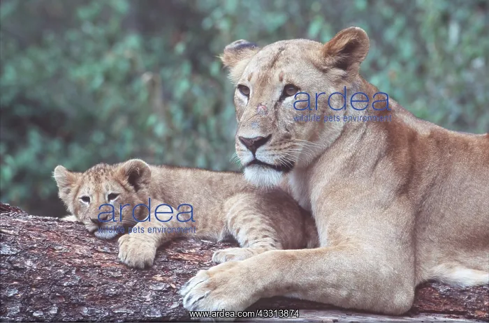  : LION - lioness  /  female with cub