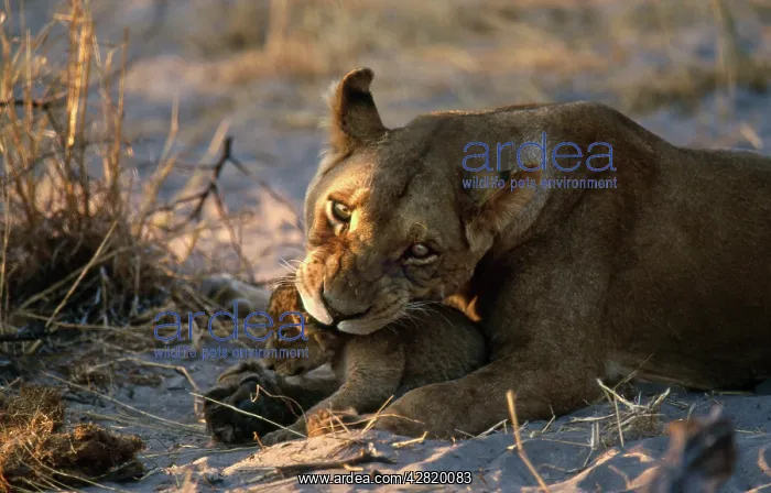  : LION - Lioness  /  female and cub, preparing to