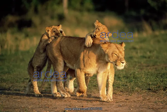  : LION - Lioness  /  female with her cubs
