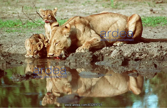 : LION - lioness / female drinking with cubs : LION - lioness / female drinking with cubs