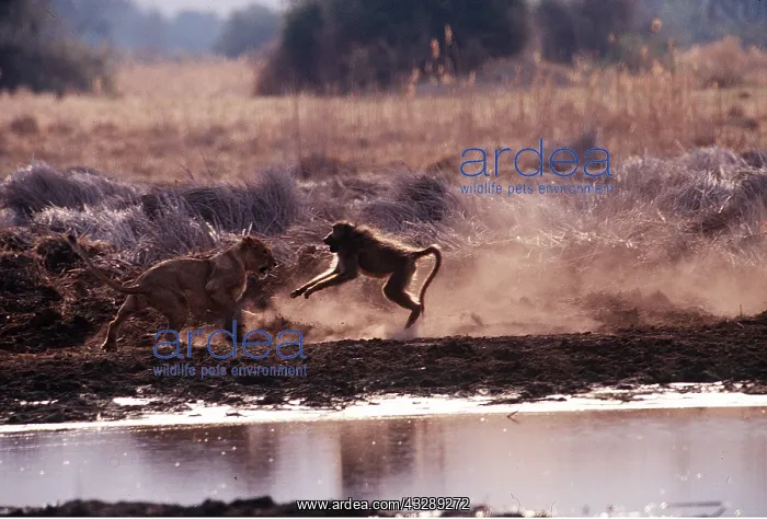 : LION - Lioness / female fighting with baboon : LION - Lioness / female fighting with baboon