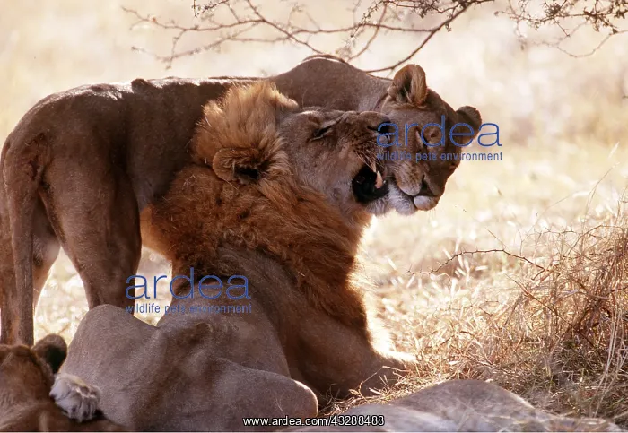 : LION & lioness / female - pair rubbing heads : LION & lioness / female - pair rubbing heads