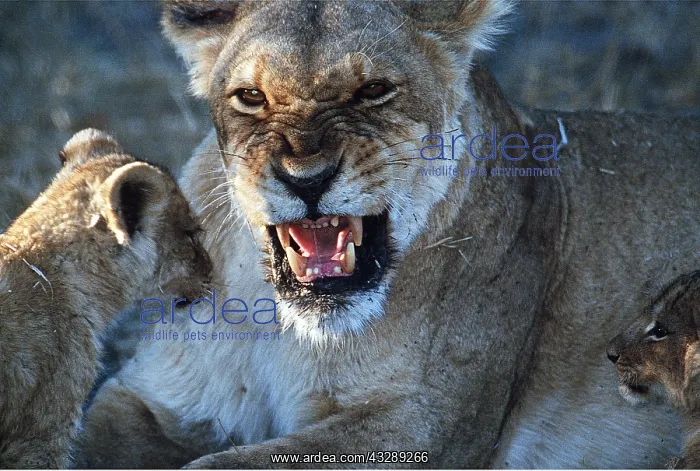 : LION - lioness / female snarls at cub : LION - lioness / female snarls at cub