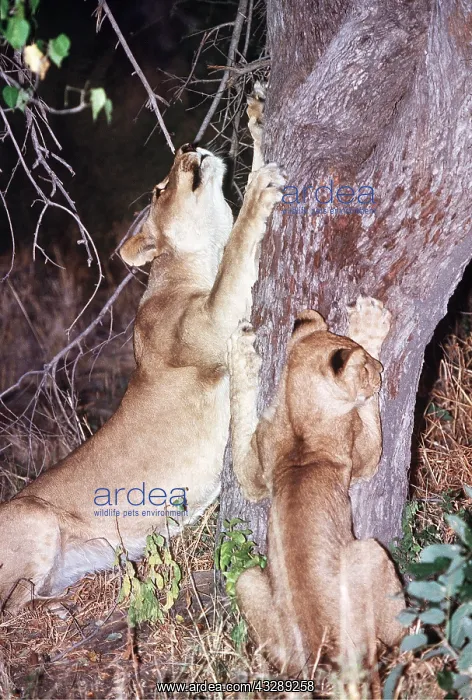 : LION - lioness (female) and young scratching tree trunk : LION - lioness (female) and young scratching tree trunk