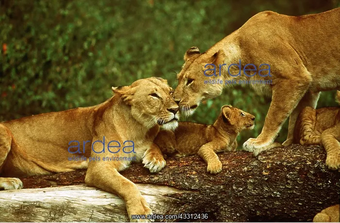 : LION - two lioness / females with one cub : LION - two lioness / females with one cub