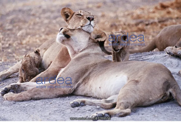  : LION - two lioness  /  females with cubs