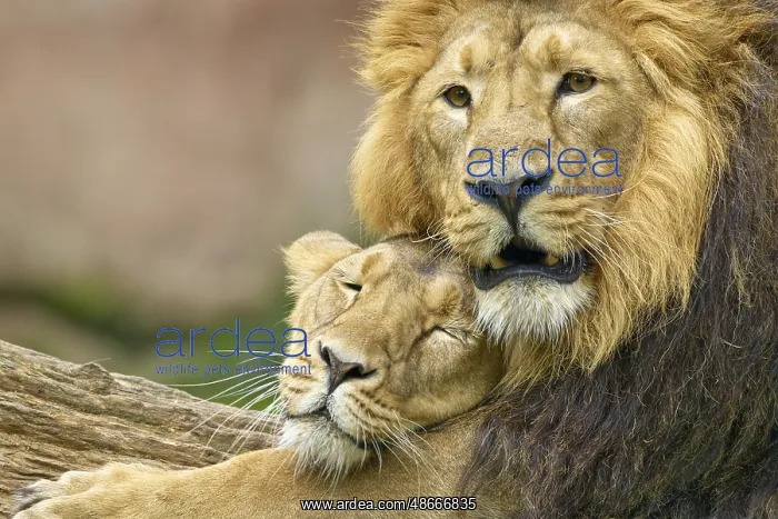 : A lion and a lioness lie close together and show tenderness : A lion and a lioness lie close together and show tenderness