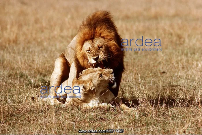 : LION & Lioness - mating : LION & Lioness - mating