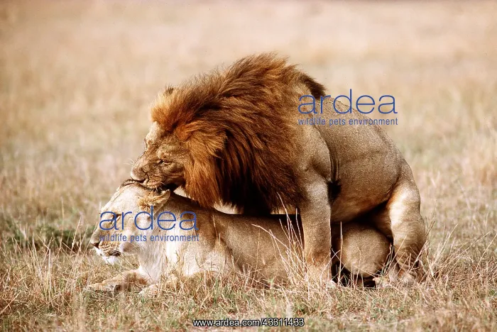 : LION & Lioness - mating : LION & Lioness - mating