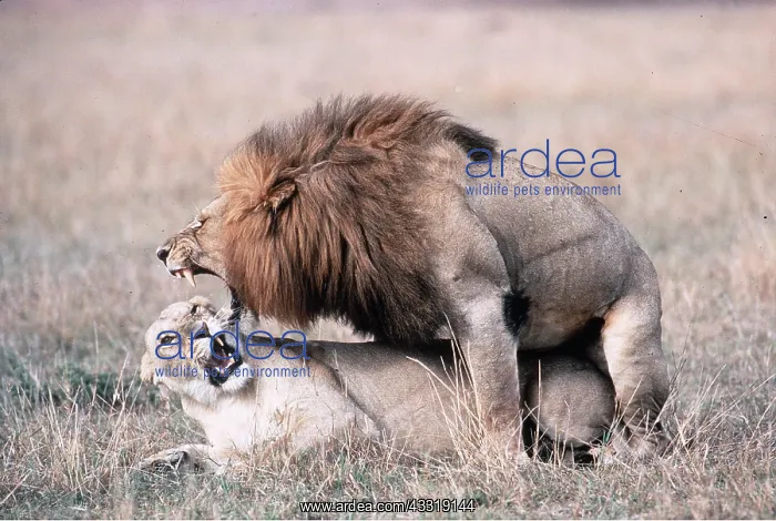 : LION & Lioness - mating : LION & Lioness - mating