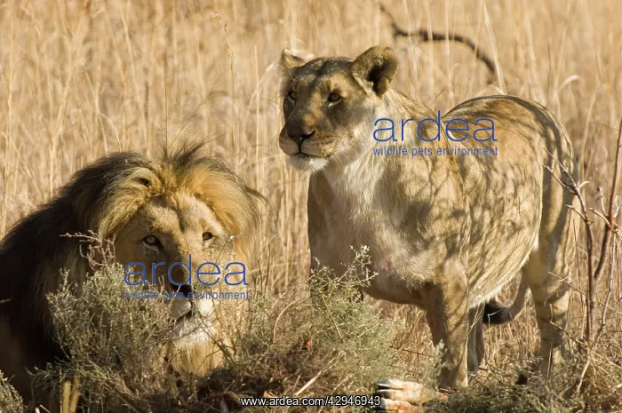 : Lion and lioness with prey : Lion and lioness with prey