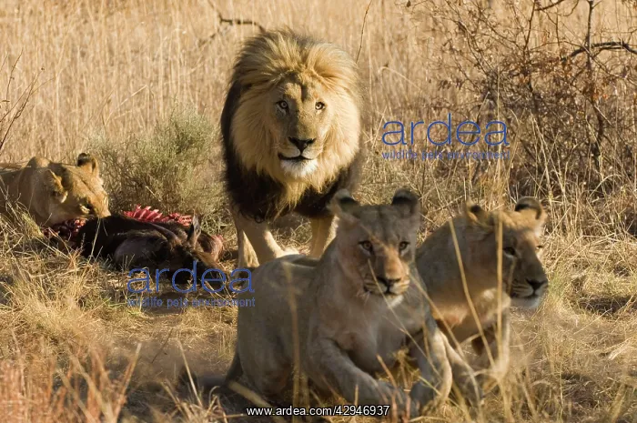 : Lion and lioness with prey - Male chasing the cubs away : Lion and lioness with prey - Male chasing the cubs away