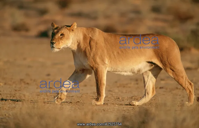 : LION - lioness on the prowl, side view : LION - lioness on the prowl, side view