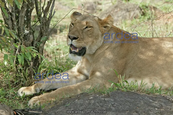 : Lion - lioness resting : Lion - lioness resting