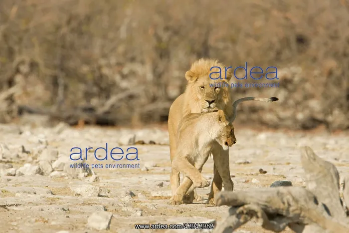 : Lion - Lioness trying to tempt a male : Lion - Lioness trying to tempt a male
