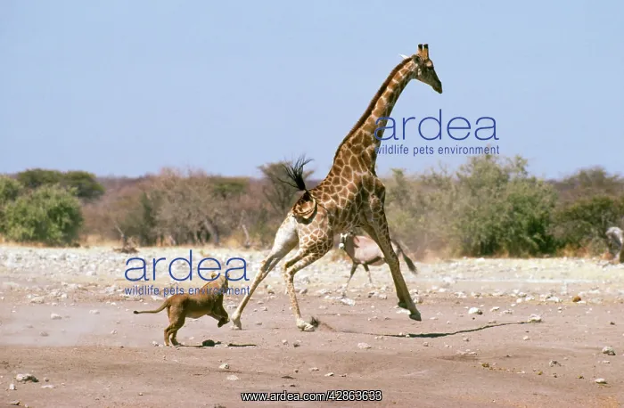 : Lion - lioness unsuccessfully chases male giraffe : Lion - lioness unsuccessfully chases male giraffe