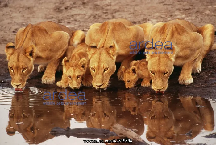 : LION - lioness with young, drinking : LION - lioness with young, drinking