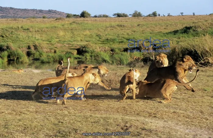  : Lion - lionesses attacking male, a potential threat