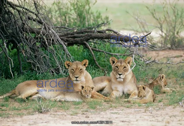 : LION - Lionesses with cubs : LION - Lionesses with cubs