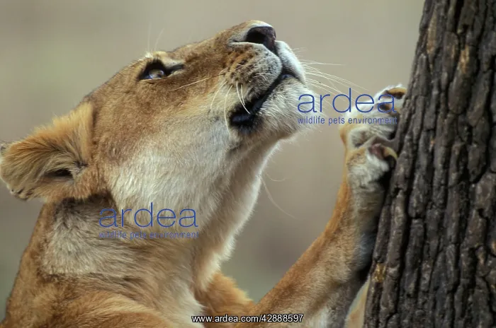 : Lion - looking up tree : Lion - looking up tree